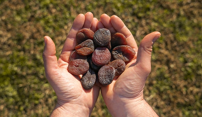 dried apricots